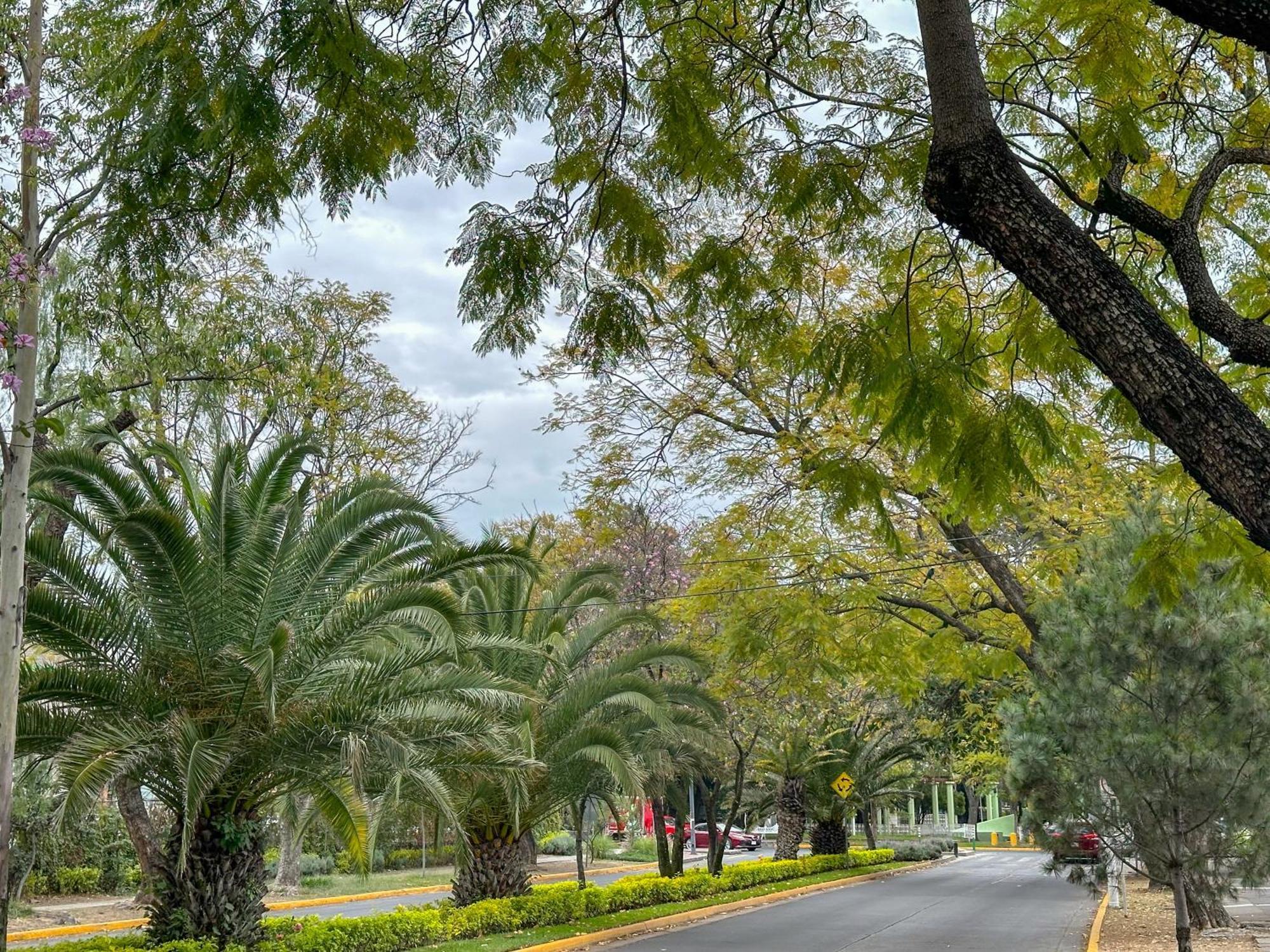 Sencillo Y Acogedor Estudio En Chapalita 02 Guadalajara Zewnętrze zdjęcie
